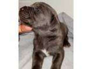 Cane Corso Puppy for sale in Clinton, MD, USA