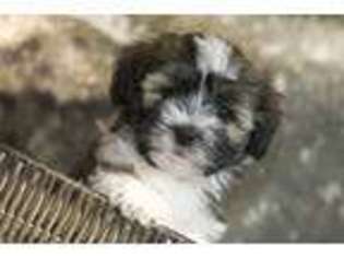 Havanese Puppy for sale in Hawley, MN, USA