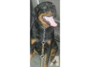 Rottweiler Puppy for sale in TEXARKANA, TX, USA