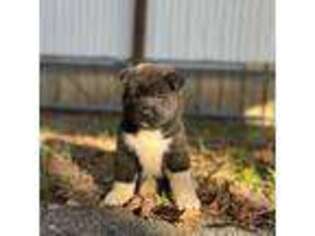 Akita Puppy for sale in Houston, TX, USA