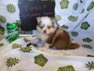 Pomeranian Puppy for sale in Vinemont, AL, USA