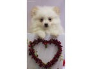 Pomeranian Puppy for sale in Youngstown, OH, USA