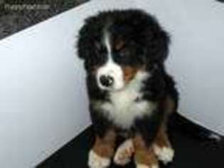 Bernese Mountain Dog Puppy for sale in Los Angeles, CA, USA