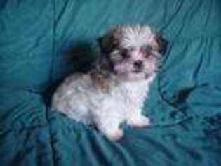 Mal-Shi Puppy for sale in Arlington, WA, USA