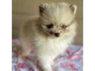 Pomeranian Puppy for sale in Peterstown, WV, USA