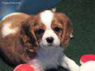 Cavalier King Charles Spaniel Puppy for sale in Vian, OK, USA