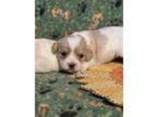 Cavachon Puppy for sale in Georgetown, TX, USA