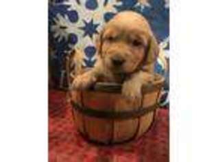Golden Retriever Puppy for sale in Central City, KY, USA