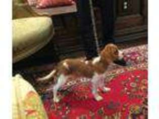 Cavalier King Charles Spaniel Puppy for sale in Wappingers Falls, NY, USA