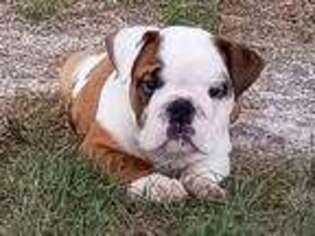 Bulldog Puppy for sale in Green Forest, AR, USA