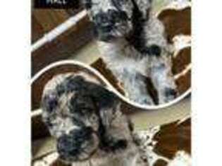 Goldendoodle Puppy for sale in Kaplan, LA, USA