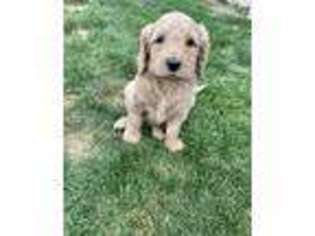 Goldendoodle Puppy for sale in Nephi, UT, USA