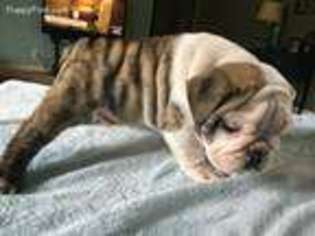 Bulldog Puppy for sale in White Cloud, MI, USA