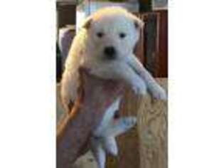 Siberian Husky Puppy for sale in Jackson, MI, USA