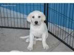 Labrador Retriever Puppy for sale in Sylvia, KS, USA