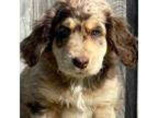 Mutt Puppy for sale in Romance, AR, USA