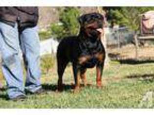 Rottweiler Puppy for sale in LONG BEACH, CA, USA