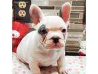 French Bulldog Puppy for sale in Herrin, IL, USA