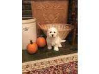 Goldendoodle Puppy for sale in Ironton, OH, USA