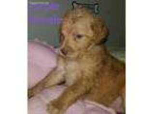 Goldendoodle Puppy for sale in Lexington, NC, USA