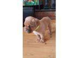 American Bull Dogue De Bordeaux Puppy for sale in Cross Plains, TN, USA