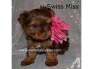 Yorkshire Terrier Puppy for sale in VICTORIA, TX, USA
