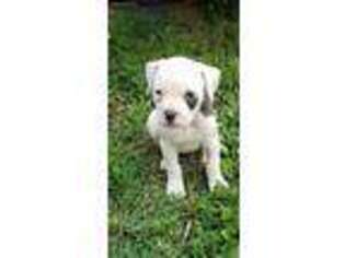 American Bulldog Puppy for sale in Bolivar, MO, USA