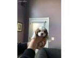 Cavalier King Charles Spaniel Puppy for sale in Ann Arbor, MI, USA