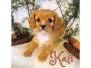 Cavalier King Charles Spaniel Puppy for sale in Byron, MI, USA