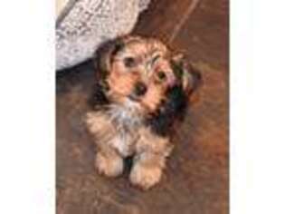 Yorkshire Terrier Puppy for sale in Marble Falls, TX, USA