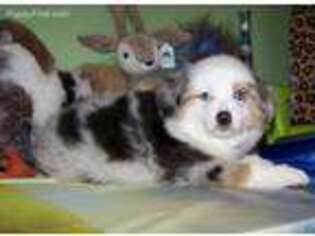 Miniature Australian Shepherd Puppy for sale in Hico, TX, USA