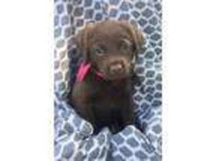 Labradoodle Puppy for sale in Bishopville, SC, USA