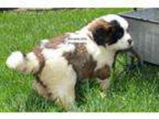 Saint Bernard Puppy for sale in Millersburg, IN, USA