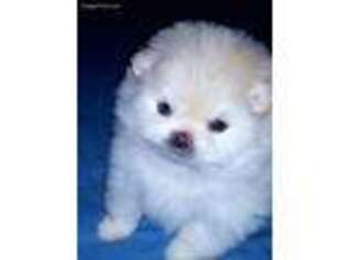Pomeranian Puppy for sale in Harlingen, TX, USA