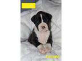 Boxer Puppy for sale in Port Crane, NY, USA