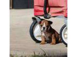 Bulldog Puppy for sale in Morriston, FL, USA