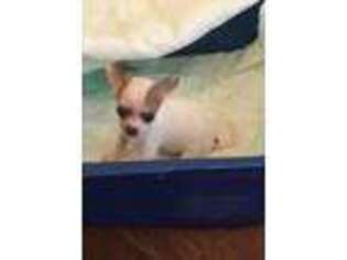 Chihuahua Puppy for sale in Pontotoc, MS, USA