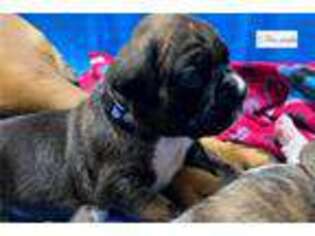 Boxer Puppy for sale in Syracuse, NY, USA