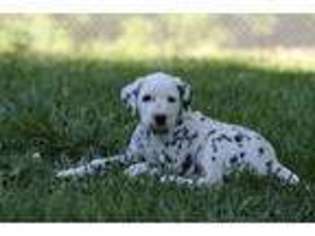 Dalmatian Puppy for sale in Independence, KS, USA