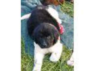 Newfoundland Puppy for sale in Greensburg, IN, USA