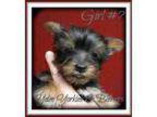 Yorkshire Terrier Puppy for sale in Yelm, WA, USA