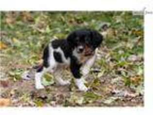 Brittany Puppy for sale in Sioux City, IA, USA