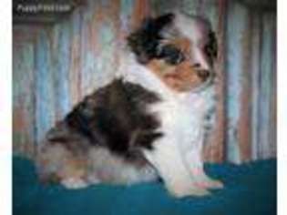 Miniature Australian Shepherd Puppy for sale in Louisburg, KS, USA