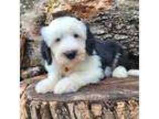 Mutt Puppy for sale in Decorah, IA, USA