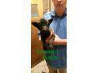 Dutch Shepherd Dog Puppy for sale in Jamestown, NC, USA
