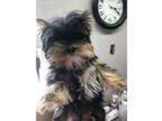 Yorkshire Terrier Puppy for sale in Branchland, WV, USA