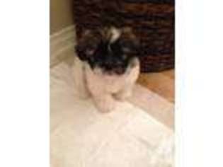 Mutt Puppy for sale in CANOGA PARK, CA, USA