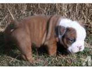 Bulldog Puppy for sale in HENAGAR, AL, USA