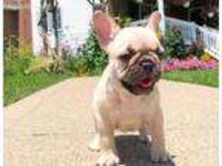French Bulldog Puppy for sale in Frazier Park, CA, USA