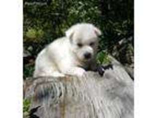 Siberian Husky Puppy for sale in Perdido, AL, USA